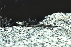 Pseudemoia entrecasteauxii