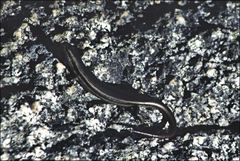 Pseudemoia entrecasteauxii