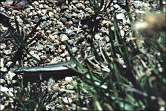 Pseudemoia entrecasteauxii