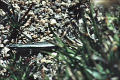 Pseudemoia entrecasteauxii