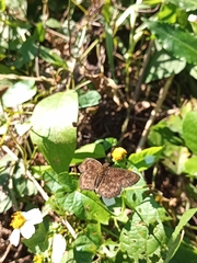 Pellicia