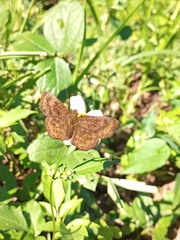 Pellicia