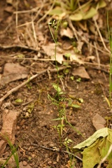 Cardamine parviflora