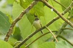 Tolmomyias sulphurescens