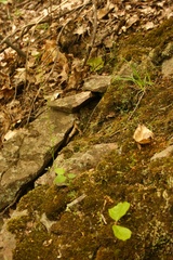 Cardamine parviflora