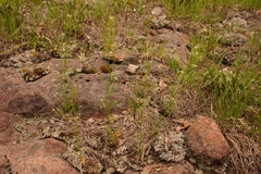Cardamine parviflora