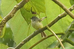 Tolmomyias sulphurescens