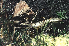 Eulamprus kosciuskoi