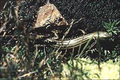 Eulamprus kosciuskoi