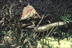 Eulamprus kosciuskoi