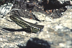 Eulamprus kosciuskoi