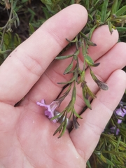 Coopernookia barbata