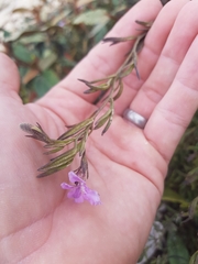 Coopernookia barbata