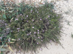 Coopernookia barbata