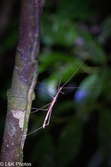 Sipyloidea larryi