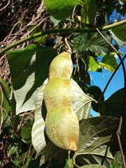 Mucuna holtonii
