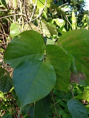 Mucuna holtonii