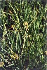 Carex hypandra