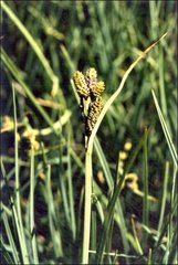 Carex hypandra