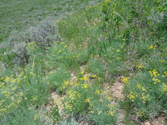 Lomatium graveolens graveolens