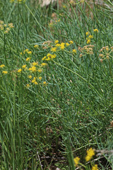 Lomatium graveolens graveolens