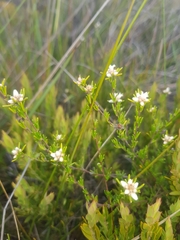 Cryptandra ericoides