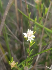 Cryptandra ericoides