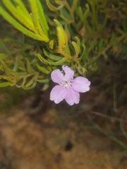 Coopernookia barbata