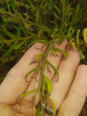 Coopernookia barbata