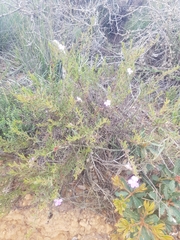 Coopernookia barbata