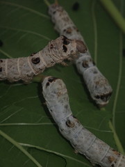 Bombyx mori