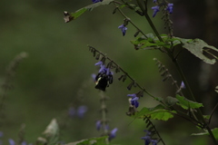 Salvia plurispicata