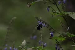 Salvia plurispicata