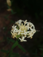 Pimelea linifolia linifolia