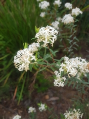 Pimelea linifolia linifolia