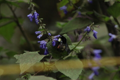 Salvia plurispicata