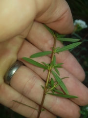 Pimelea linifolia linifolia