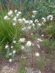 Pimelea linifolia linifolia