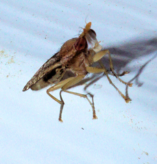 Trypetoptera canadensis