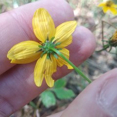 Bidens bicolor