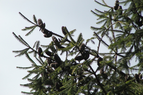 Oyamel fir (Abies religiosa)