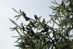Abies religiosa