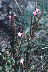 Epilobium gunnianum