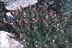 Epilobium gunnianum