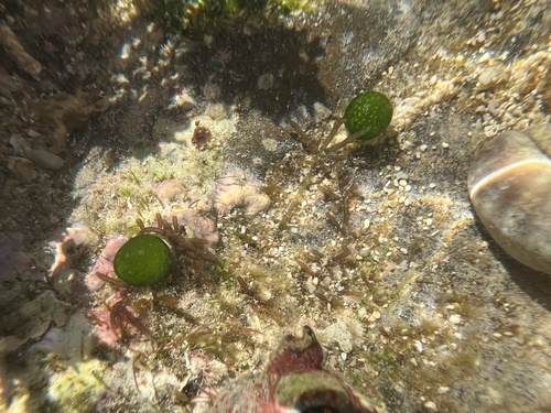 Bornetella sphaerica