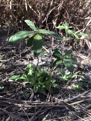 Crocanthemum corymbosum