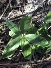Crocanthemum corymbosum
