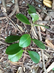 Corynocarpus laevigatus