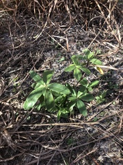 Crocanthemum corymbosum
