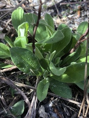 Crocanthemum corymbosum